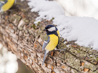 A tit is looking for food on a tree trunk.