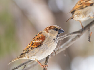 Sparrow sits on a branch without leaves.