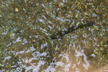 清流を優雅に泳ぐ渓流魚