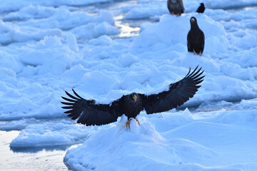 Bird watching with floating ices in winter