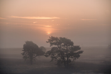 Fototapeta na wymiar Lüneburger Heide im Herbst mit Nebel zum Sonnenaufgang