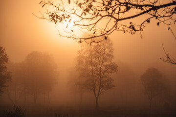 Lüneburger Heide im Herbst mit Nebel zum Sonnenaufgang