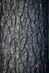 Pine forest after a large scale fire in France, Landscape of a burnt forest, Dead forest after fires, New green vegetation after a forest fire, High quality photo