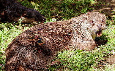 otter in the water