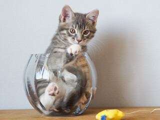 Cats are liquid, or kitten in a vase 12