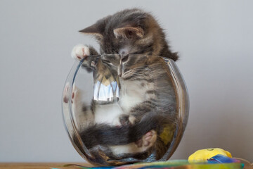 Cats are liquid, or kitten in a vase 2