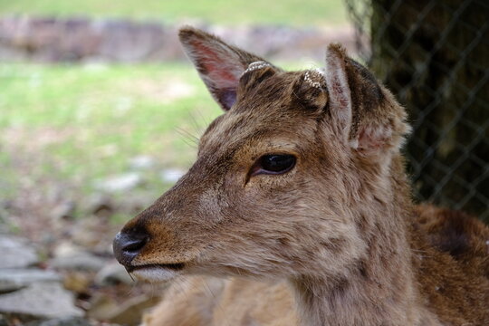 鹿の横顔 の画像 14 623 件の Stock 写真 ベクターおよびビデオ Adobe Stock 鹿の横顔 の画像 14 623 件の Stock 写真 ベクターおよびビデオ Adobe Stock