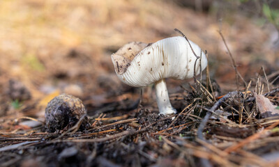 Toadstool mushroom grows in the ground in the forest.