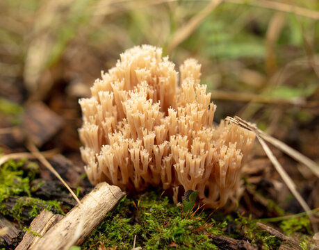 Mushroom Ramaria formosa in the forest.
