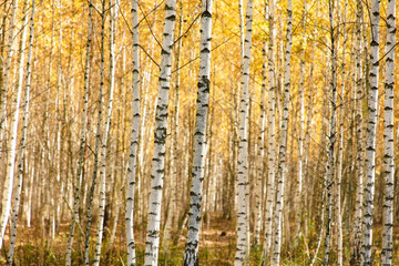 Fototapeta premium Yellow leaves on a birch tree in autumn.