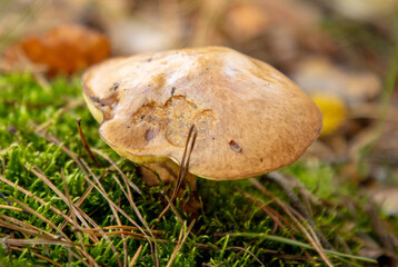 An edible mushroom in the forest.