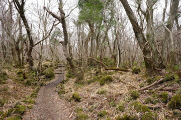 winter path through vines and old trees