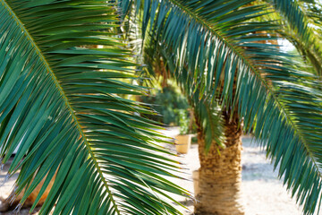 Fototapeta premium Palm leaf background. Tropical green jungle tree with texture and exotic botanical pattern. Decoration, nature, tropic concept. 