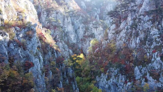 The black pine, Romania