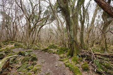 mossy old trees and vines in wild forest