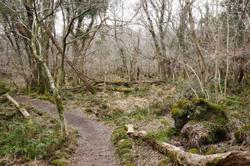 dreary winter forest with path