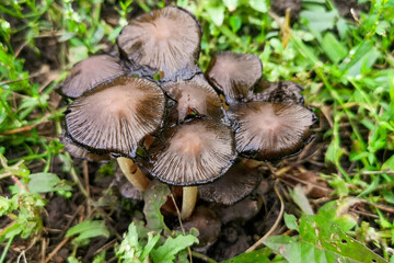 Not a edible mushroom in the woods.