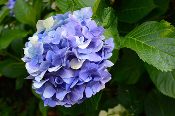 日本の紫陽花
