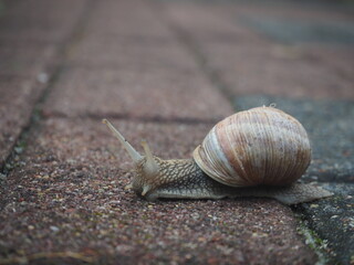 Closeup of land snail gliding on the concrete path