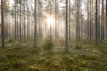 Pine tree forest in sunrise. Forest therapy and stress relief.