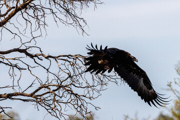 Australian Wedge-tailed Eagle (Aquila audax) flying from a tree
