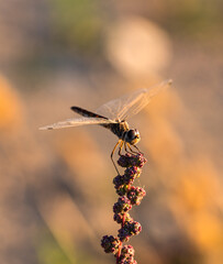 Dragonfly perched on a branch