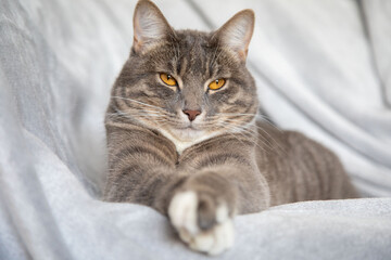 Fototapeta na wymiar Portrait of a tabby cat with yellow eyes 3