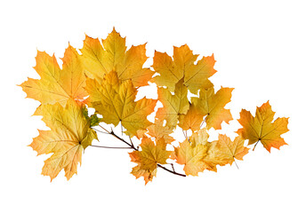 Isolated of autumn Maple leaves branch