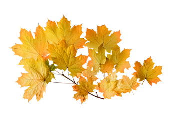 Isolated of autumn Maple leaves branch