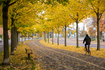 automne,feuilles,cycliste,piste cyclable,feuilles...