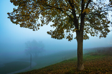 Drzewo we mgle - obrazy, fototapety, plakaty
