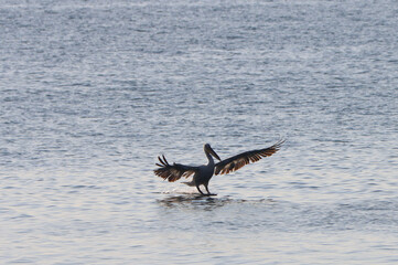 A pelican gracefully glides towards the water's surface, its broad wings effortlessly guiding it to its landing.