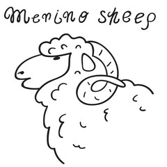 Domestic sheep. Merino. Outline vector illustration on white background.