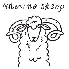 Merino sheep head. Hand drawn outline vector illustration on white background.