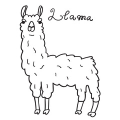 Llama. Domestic animal. Vector outline illustration on white background.
