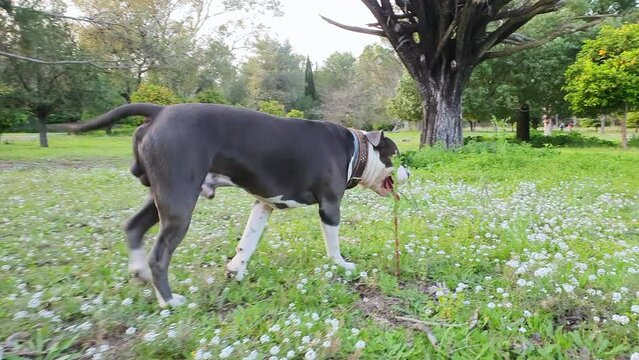 American stanford blue dog walking and playing in the field.