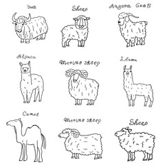 Yak, angora goat, camel, merino sheep, llama, alpaca. Set of animals. Outline illustrations.   - obrazy, fototapety, plakaty