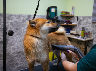 Shiba inu in the molting season. The groomer dries and blows the dog's fur after washing. Caring and caring for four-legged friends.