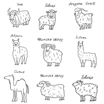 Yak, angora goat, camel, merino sheep, llama, alpaca. Set of animals. Outline illustrations.  