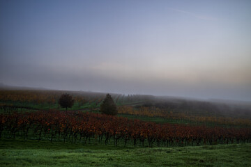 Fototapeta premium nebelstimmung im weinberg