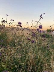Fototapeta premium A small field in the city with small purple flowers and hay at sunset