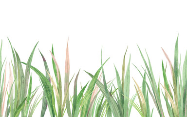 Hand drawn watercolor grass isolated. Withered herb. Light green watercolor grass pattern. Abstract grass. Spring. Summer. Autumn. Horizontal border.