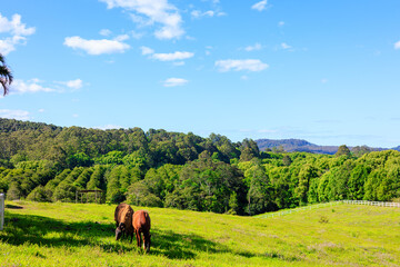 牧草地で草を食べる馬