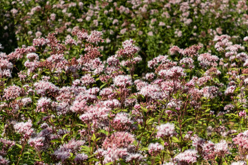 秋のフジバカマの群生　滋賀県びわこ文化公園
