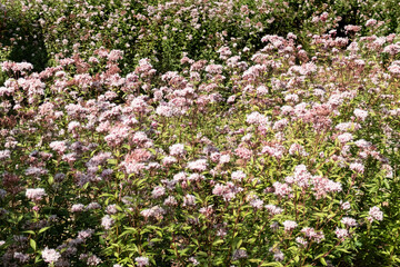 秋のフジバカマの群生　滋賀県びわこ文化公園