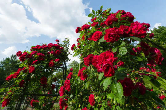 Ostdeutscher Rosengarten Forst, Lausitz, Deutschland