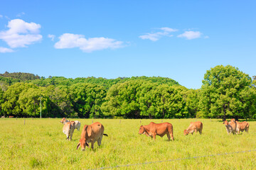広いオーストラリアの大地に放牧された牛