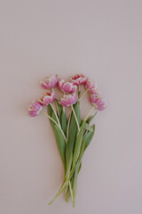 Pink tulip flowers bouquet on neutral pastel pink background. Minimal aesthetic stylish floral composition