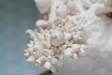 Kräuterseitlinge Seitlinge im Wachstum auf Nährboden Pilze