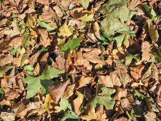 brown leaves texture background